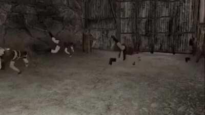 Caesar is out of touch