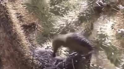 How should an enterprising NKVD agent terminate the pesky traitor Leon Trotsky? The humble yet very effective ice pick: