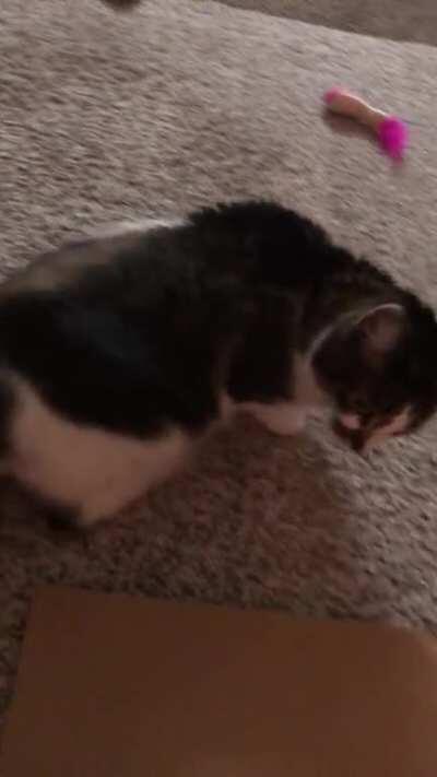 Gracie-Bee: Activated!