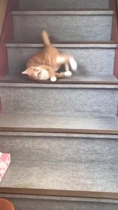 Cat flows down the stairs
