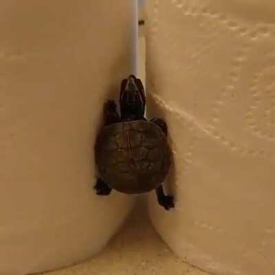 To climb the Kleenex