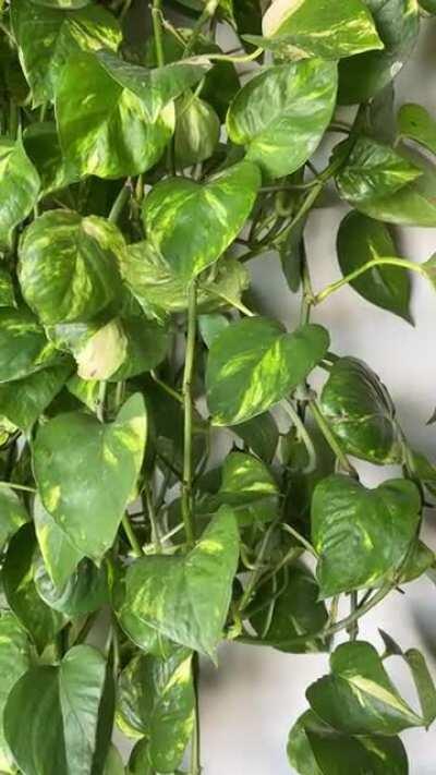 I let my Golden Pothos get outta hand for just this reason. It’s like a little jungle for him.