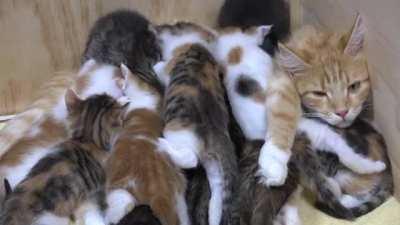 Be a mother, they said, it'll be fun, they said...