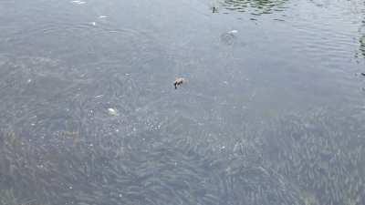 A few ducks being jerks to a couple hundred bunker, and trying to chase them out if their stream.