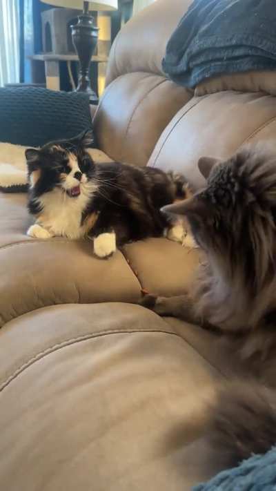 Another day, another foiled attempt by Oliver to steal mob queen Chloe’s treats