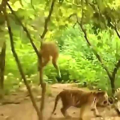 Gibbon teasing tiger cubs (credit: u/d3333p7)