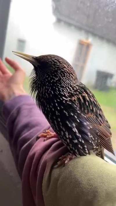 Amazing bird singing