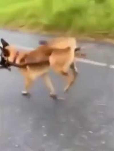 Carrying a stick that is carrying his back end