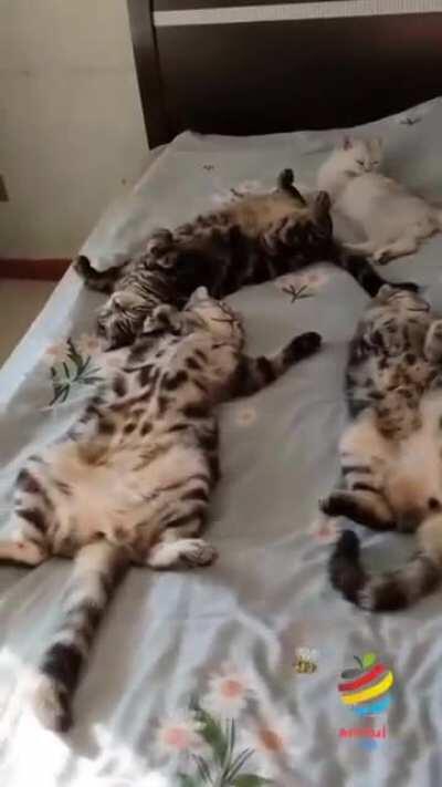 All your bed are belong to us