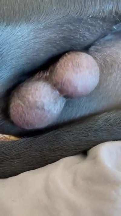 Do your balls hang low?, Do they wobble to and fro? My 14th month old dreaming. I just had to!