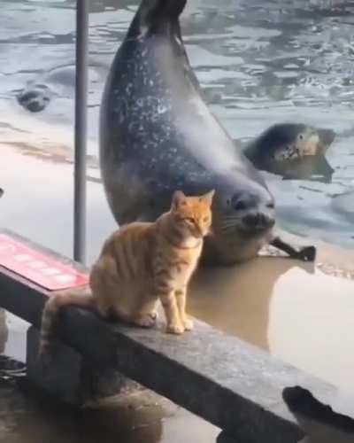 Hey, kitty, look at me!