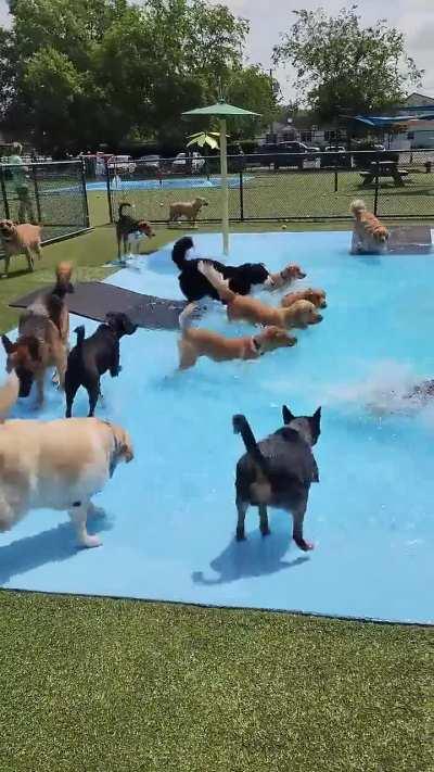 Pool Day for the Pups