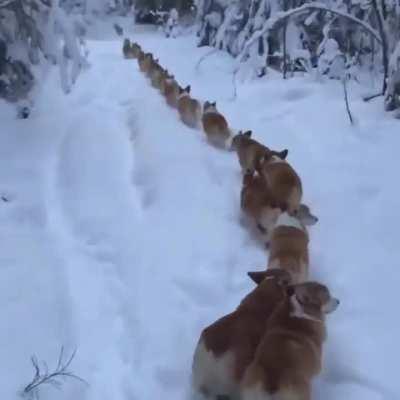 Corgis marching in the snow..
