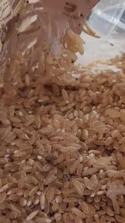 Been eating this rice for months