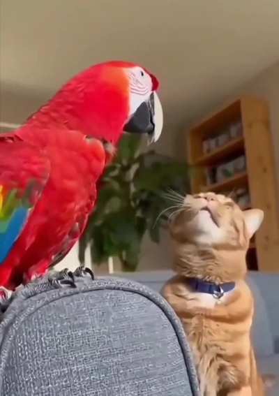 Parrot copies cat's meow