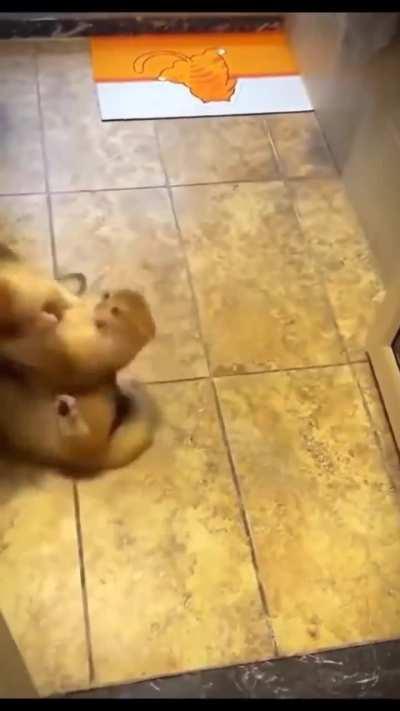 Don't mess with me BoY