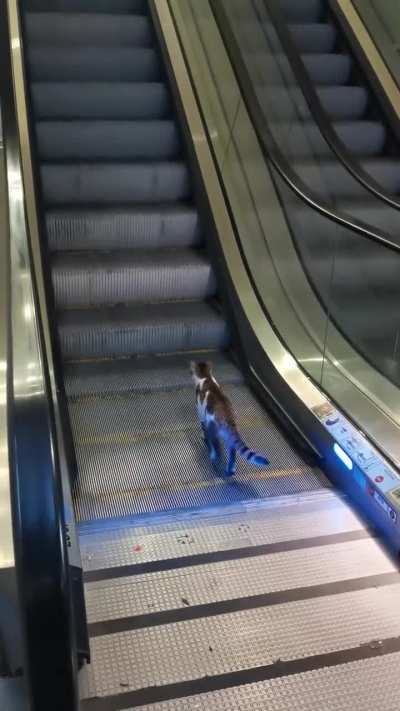 Idiot wunkus doesn't know how escalators work