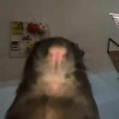 Shitpost 132 DUXO AAHH