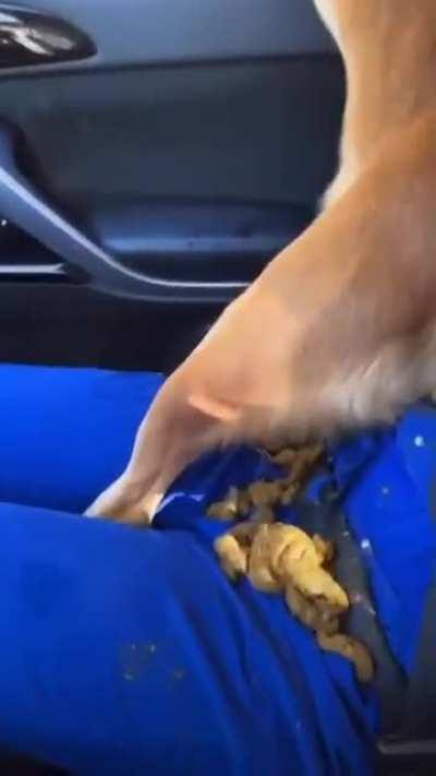 Adopt a dog they said, it will be fun they said.