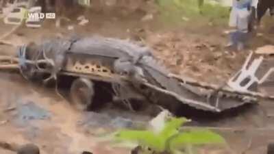 World's largest crocodile trying to escape