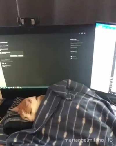 Describe the perfect coworker