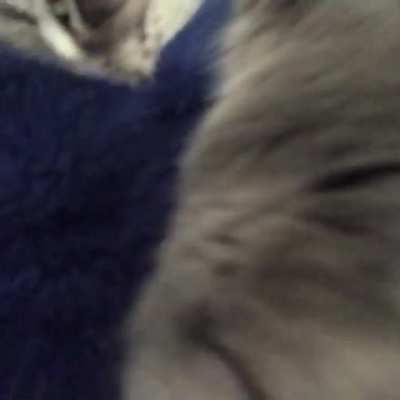 Jack Kneading His Blanket While Sucking on It 🐾😸