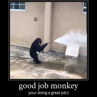 Good job monkey