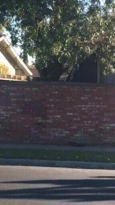 Moon Moon wants a new friend