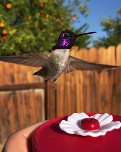 My majestic little friend