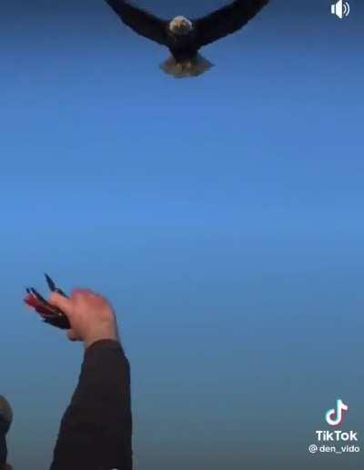 Amazing Eagle interraction