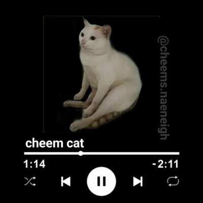 cheem cat?