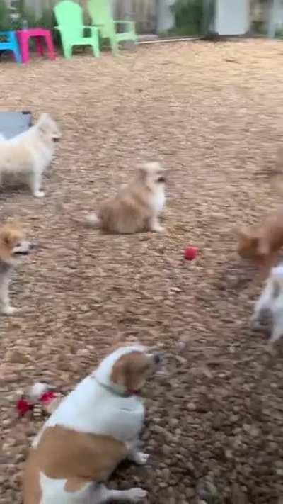 True Faithful Pet Rescue Mission (a peek at a day in the life!)