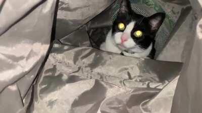 featuring my very own cat