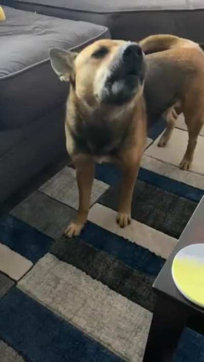 This is Molly. She’s whining because she wants to go play frisbee. Backstory, we just got back from playing frisbee.