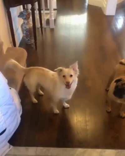 Essa cachorrinha nasceu surda. É assim que seus donos fazem ela ela entender que está na hora do passeio.