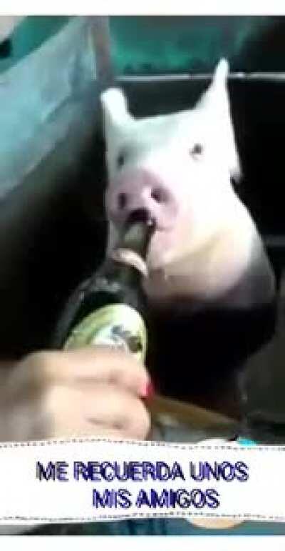 Just a typical day giving my pig some beer.