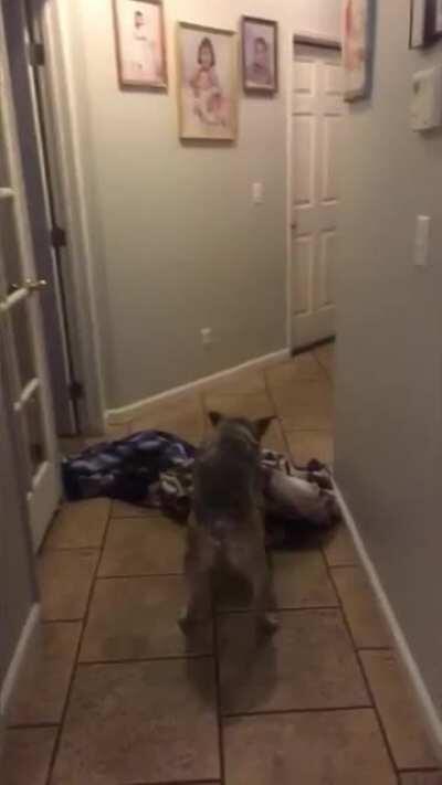 to successfully try the towel trick on the dog
