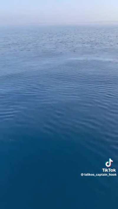 Fish coming out of nowhere (not my video)