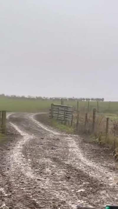 Just watch this dog, he's better than me 