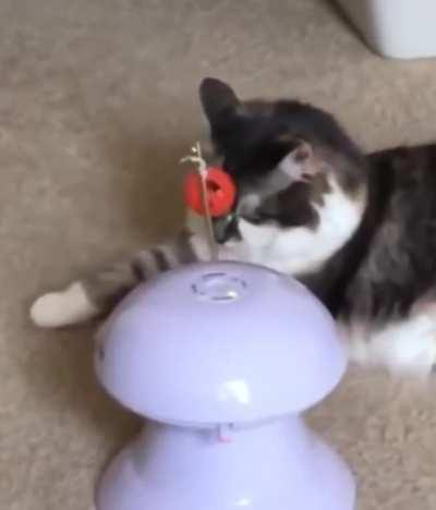 Maybe reboot the cat?