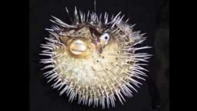 😹🙈funny animal sounds.mp4 😂🦑 الحيوانات باردة باستثناء لحم الخنزير