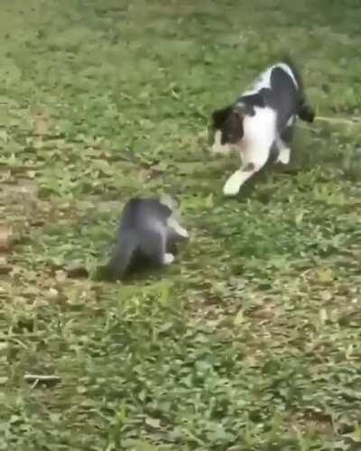 *Boing!* “Why I oughta...”