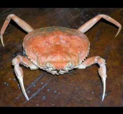 Haven't seen one like this