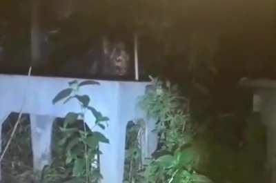 Does anybody know the source of this footage?