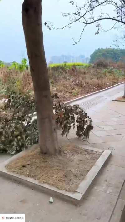 Little Corgi Carries A Large Branch