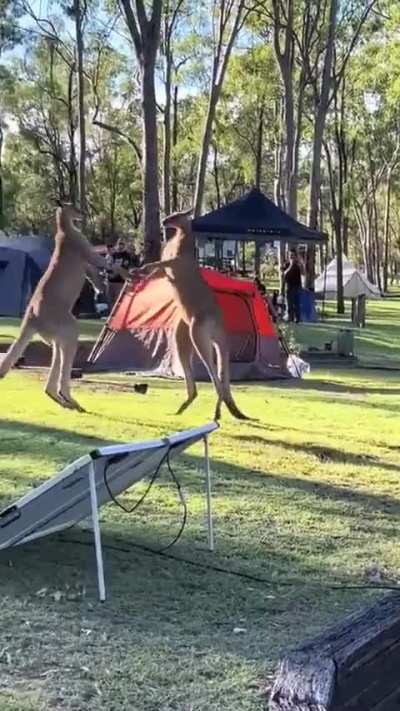 A normal day in Australia 😭😭. Someone said kangaroos are deers that went to prison and I can't unsee it now.