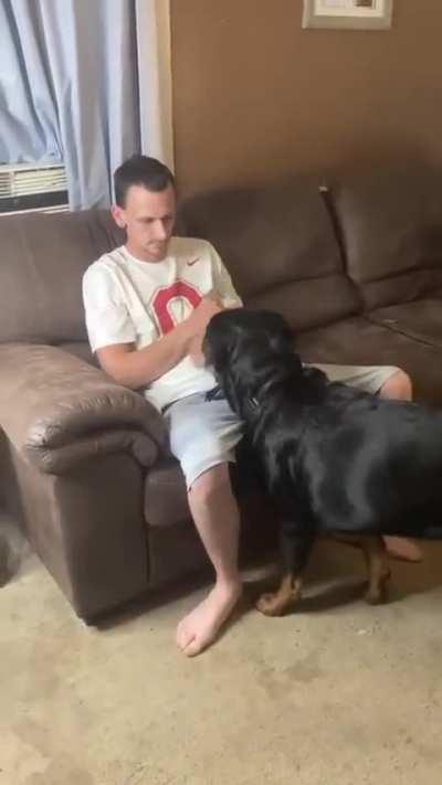 Angry Rottweiler Doesn't Want To Cut His Nails
