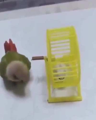 When your pet bird has a pet hamster and you find out that your pet bird is a little asshole