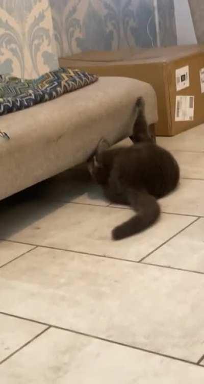 Can someone please tell me what goes through cats brains