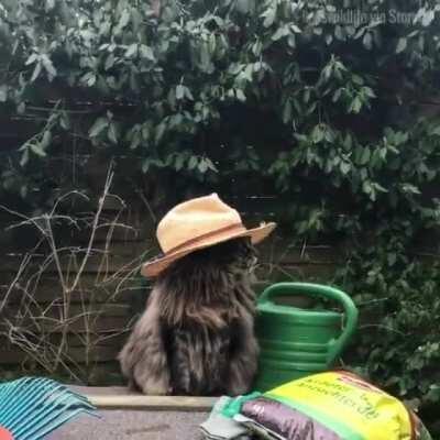 I am a purrfessional gardener meow!